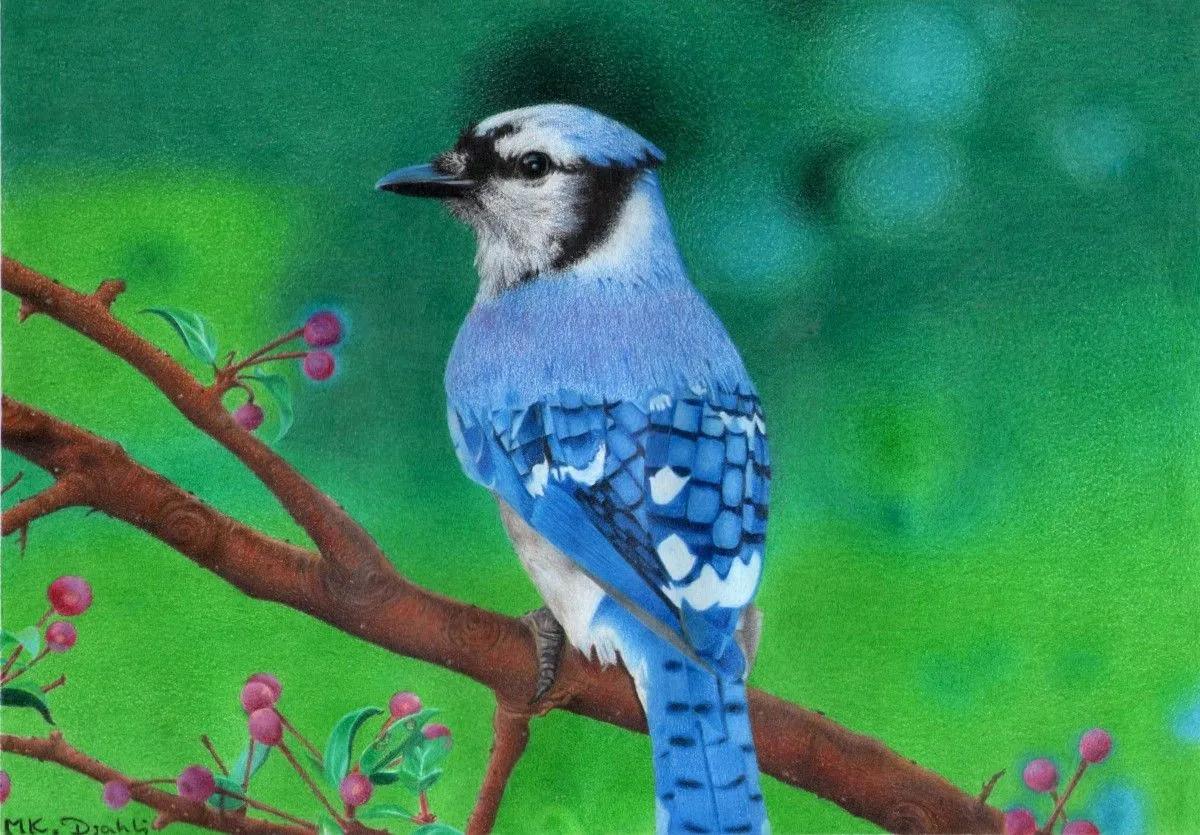 Blue Jay, œuvre de Khalil Djahli