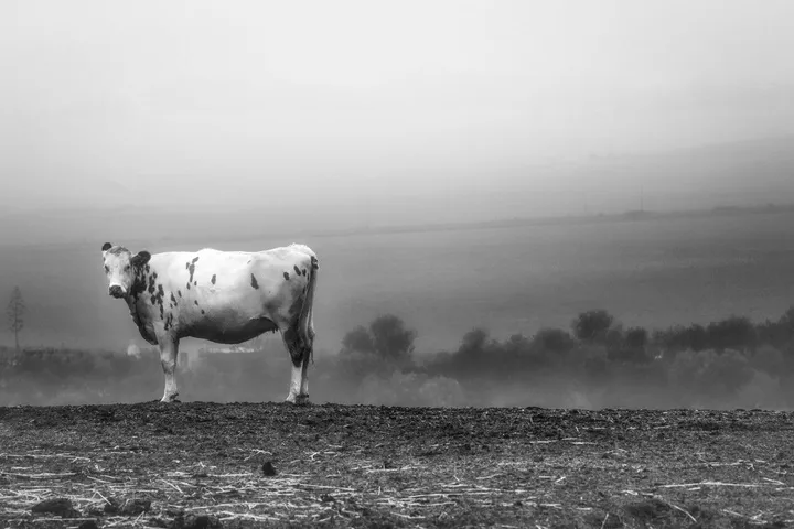 Cow in misty landscape, œuvre de Herman van Bon