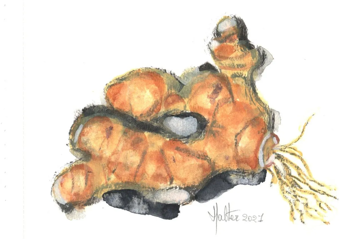 Racine de gingembre, œuvre de Alain HALTER
