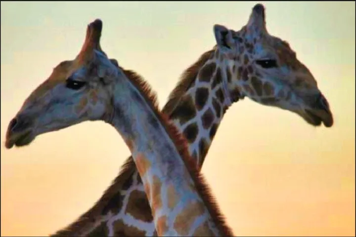 Crossing Giraffes, œuvre de Carl Van Haght