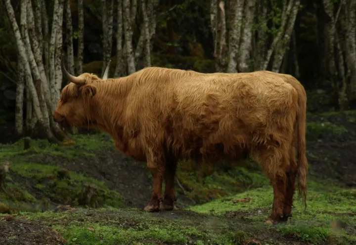 Norweigian Longhorn, œuvre de barry king