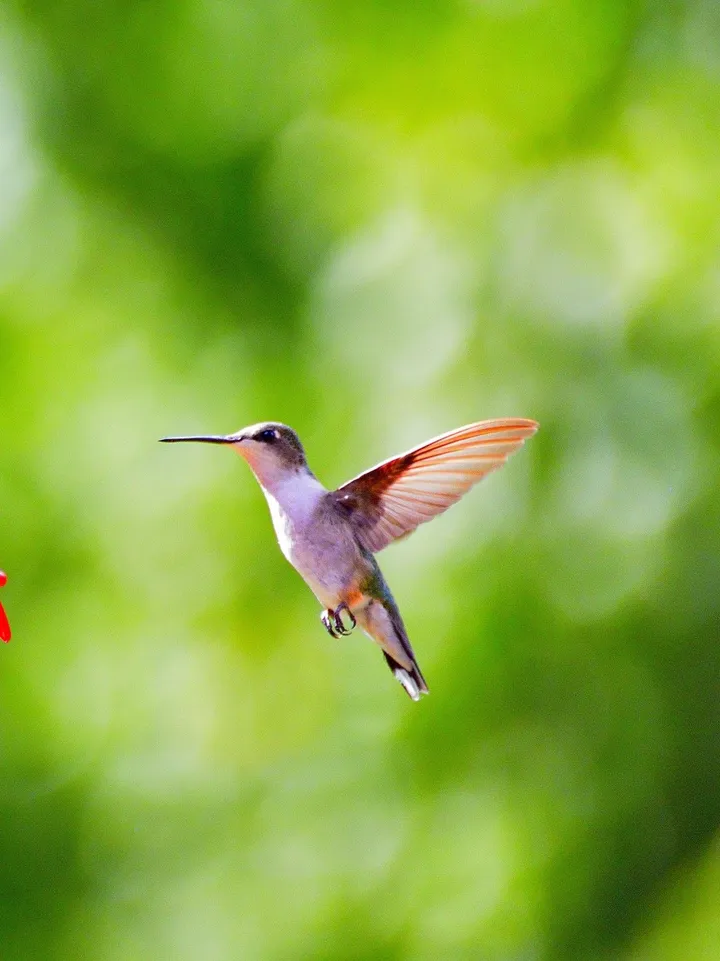 Hummingbird, artwork by Greg Sandoval