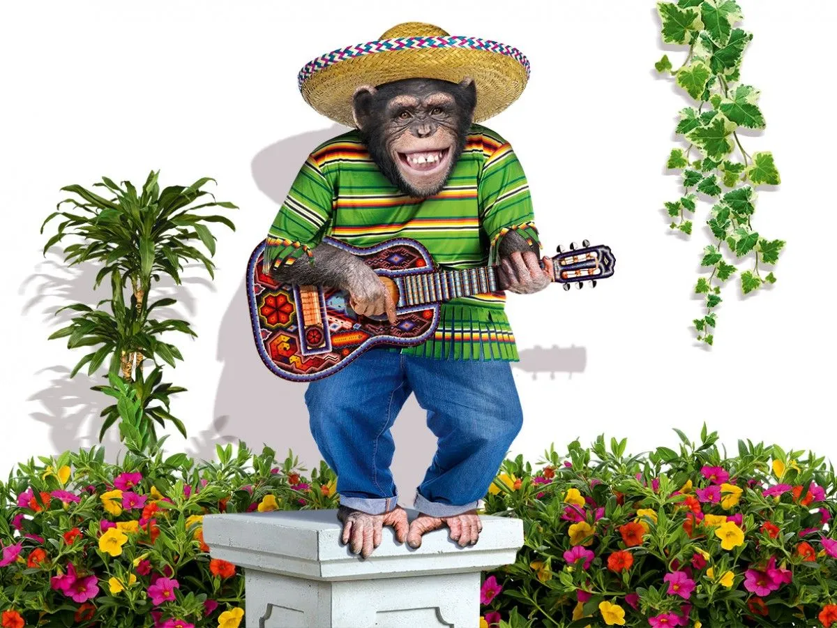 Lucky monkey in sombrero singing at ukulele guitar, artwork by Anatolii TOMOIANU