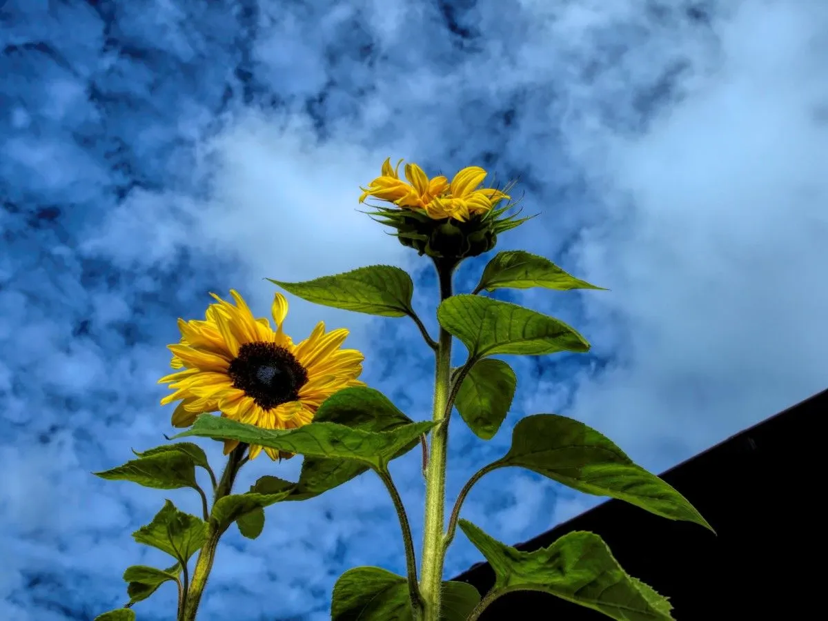 rooftop sunflowers, œuvre de barry king