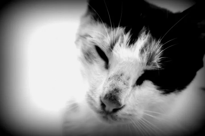 mimi the cat, œuvre de Mai Nour