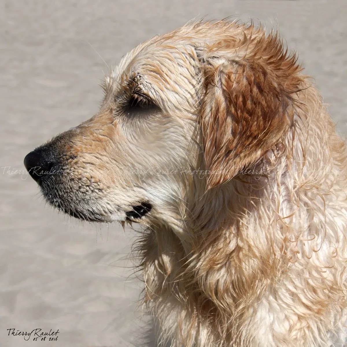 Chiens, chats et autres..., œuvre de Thierry RAULET