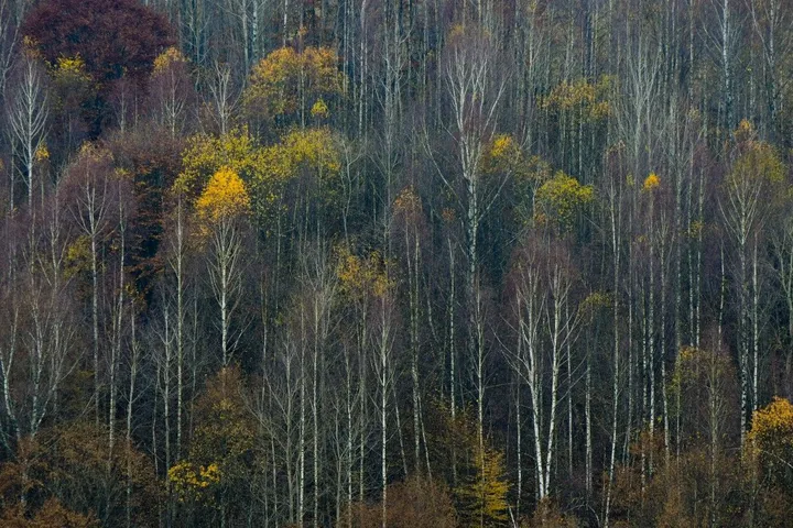 Mystics birch, œuvre de Benedek Eduard