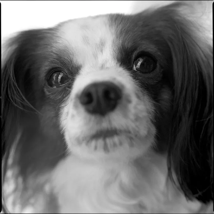 10G #cavapoo #RiGS, œuvre de Morihiro Tsubokura