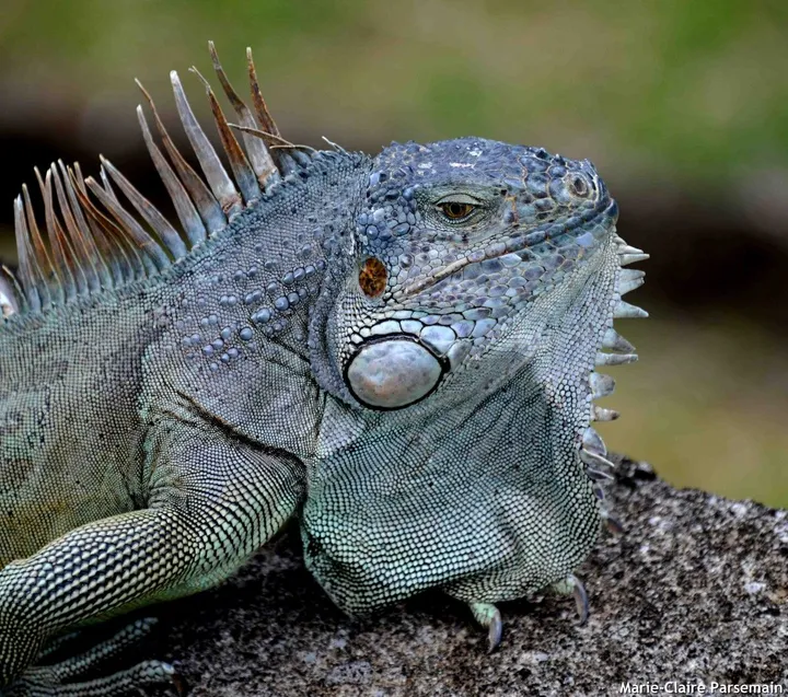 Iguana iguana, artwork by Marie-Claire PARSEMAIN