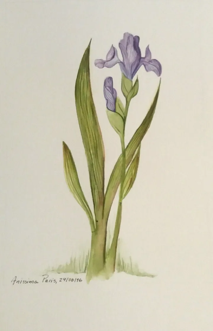lYS, œuvre de Ana V