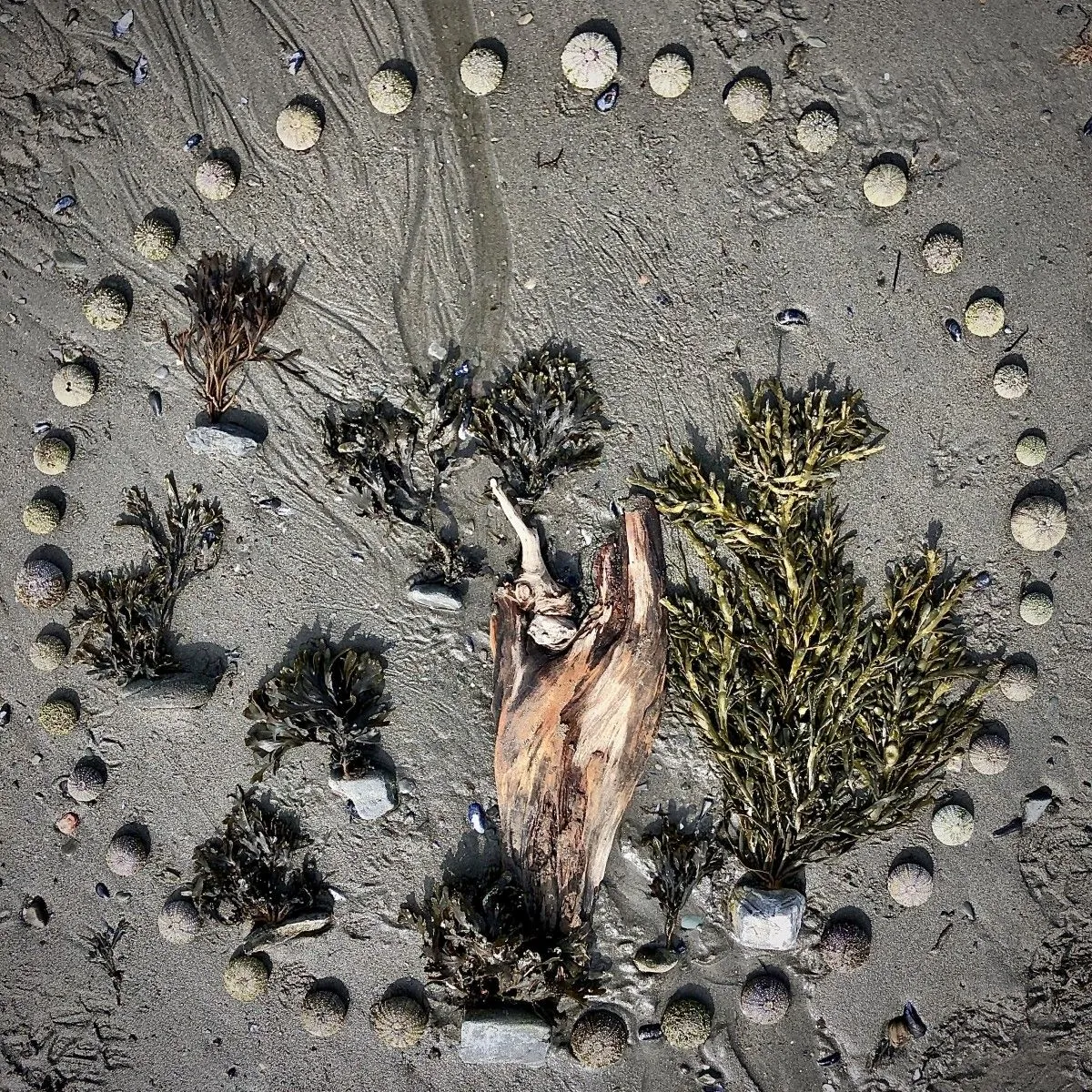MANDALA "Symbiose Printianière IV", œuvre de Edouard Mosseau