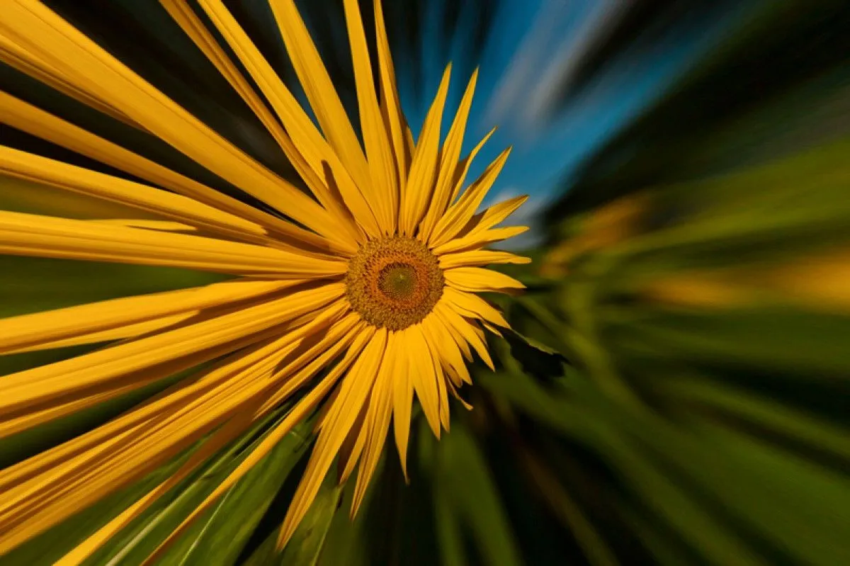 Le plexus solaire, artwork by Nicolas Bernié