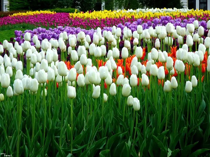 Tulips, œuvre de S. Filipov