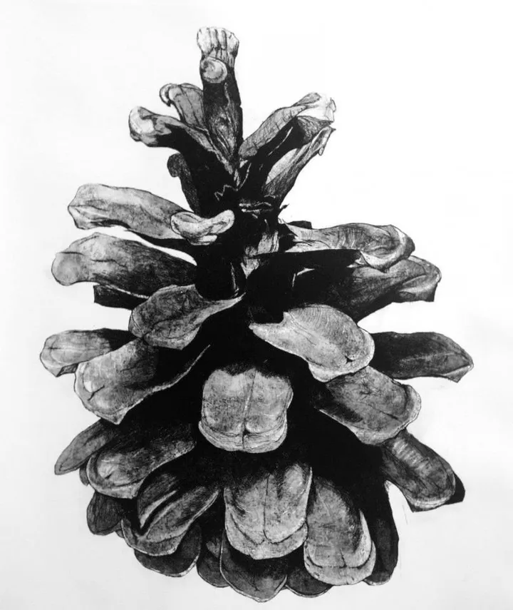 The fir cone, œuvre de Zoran Mise