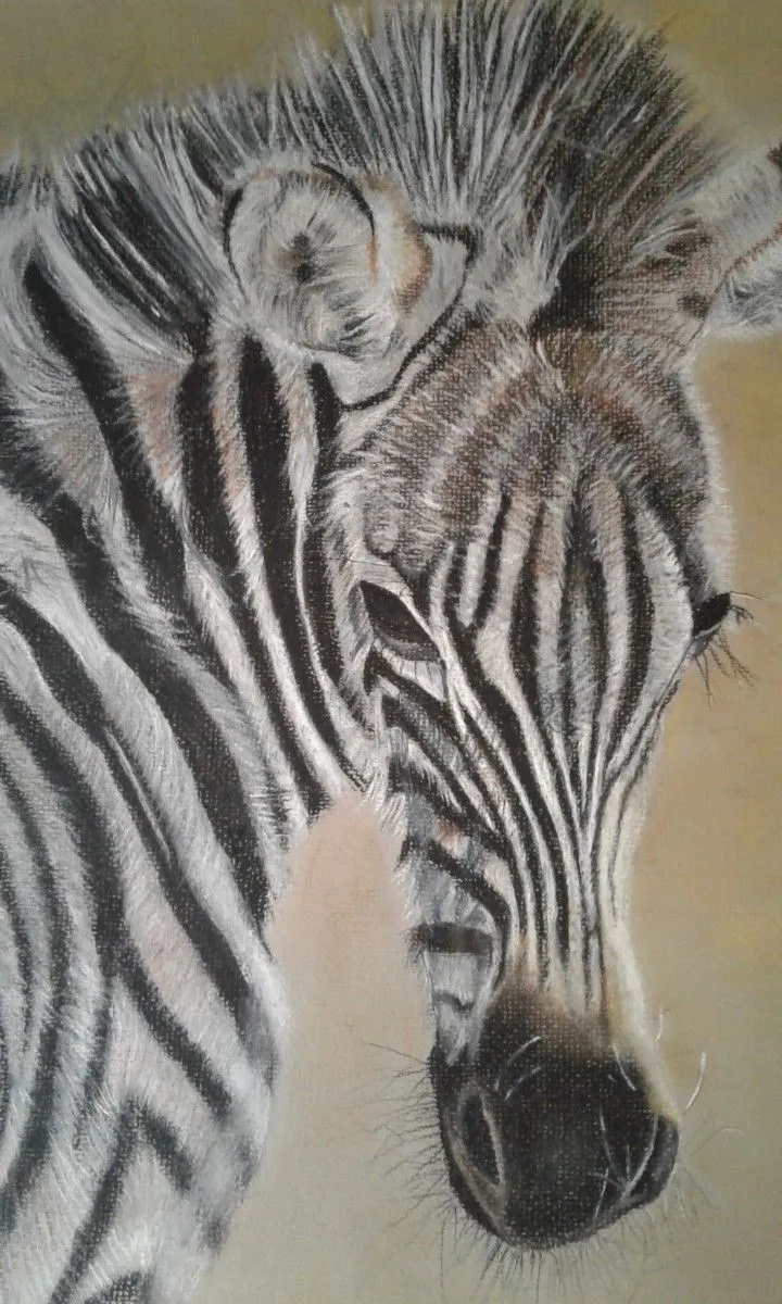 Zebra Foal, œuvre de Cheryl de