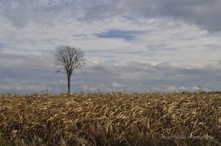 Le solitaire, œuvre de Angel Vallée