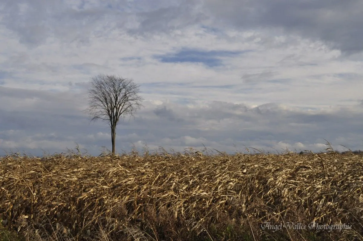 Le solitaire, artwork by Angel Vallée