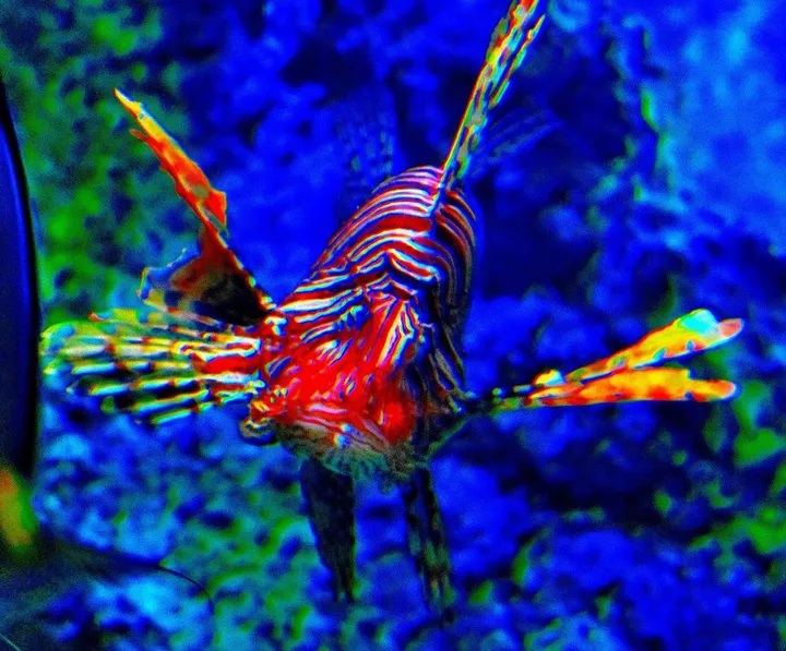 Lionfish, œuvre de Greg Sandoval