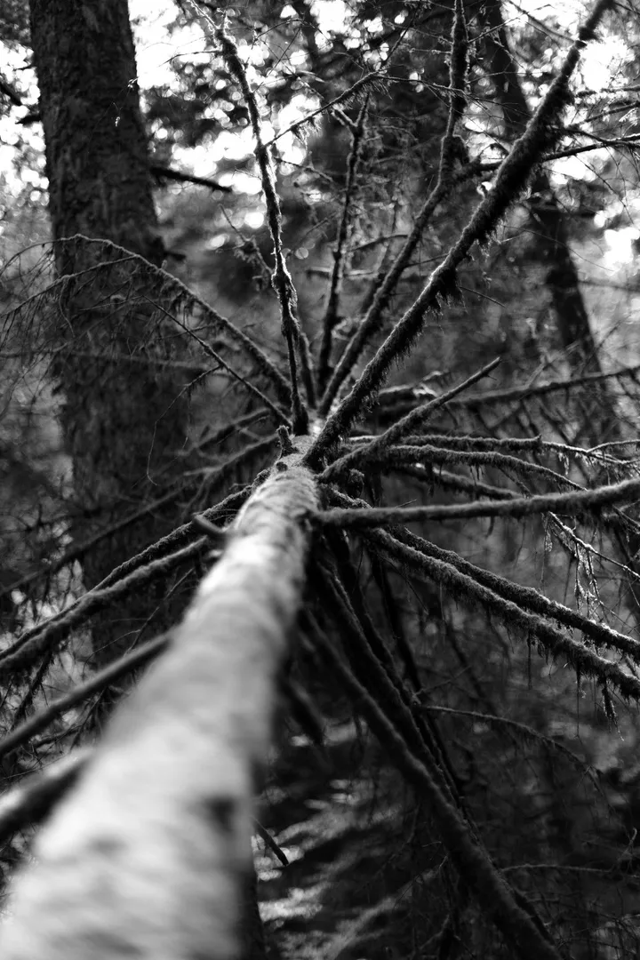 arbre, œuvre de Patrick Tombelle