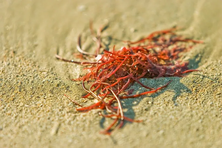 Détail de plage, artwork by Nicolas Bernié