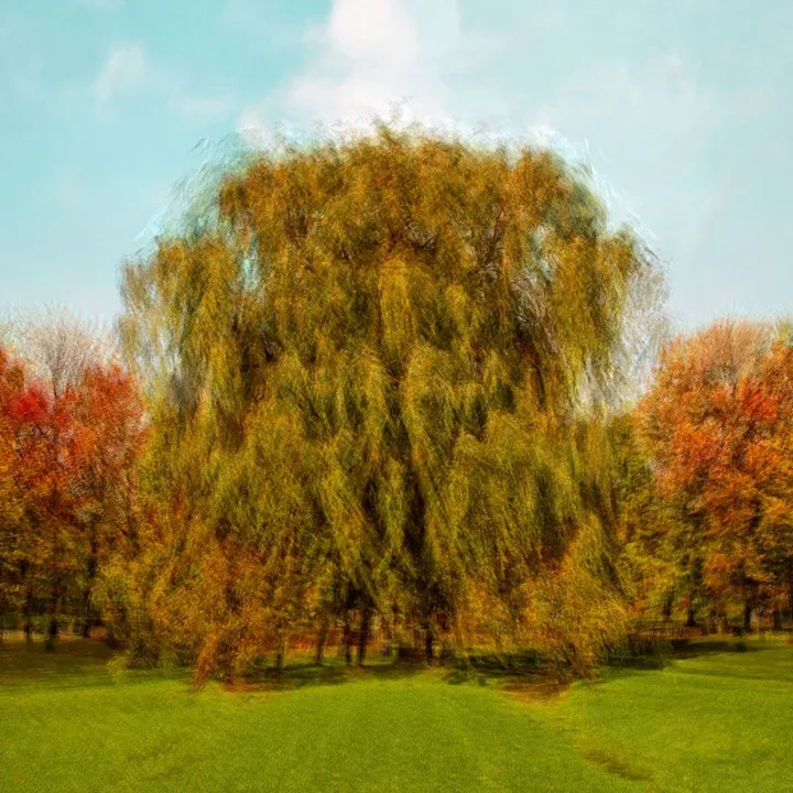 Saule, artwork by Eric Villeneuve