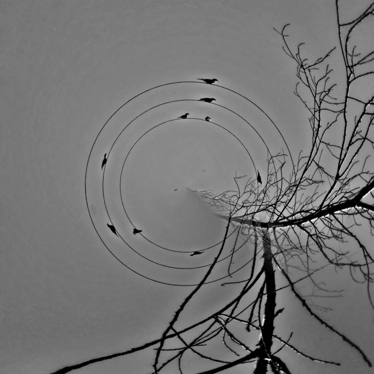 Melodia de otoño, œuvre de Joao Dias