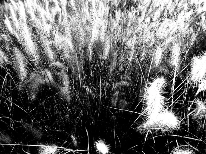 Flesh is grass II, artwork by Zazulete Anuca Romanta Ion