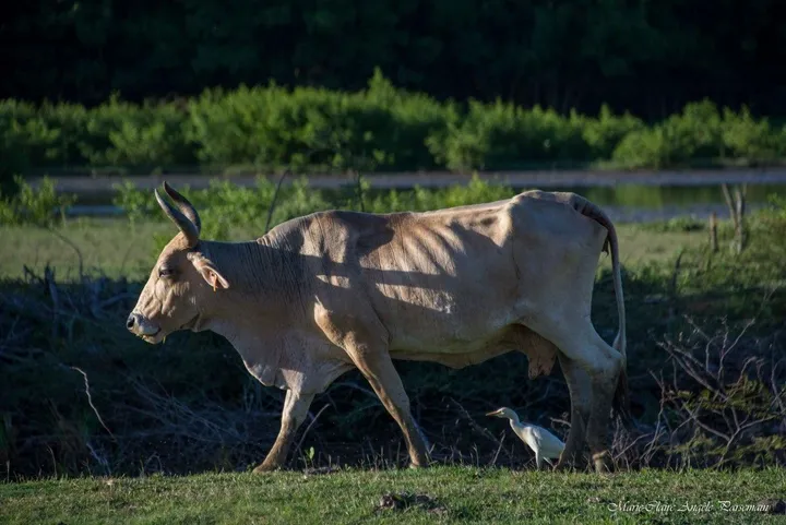 Garde vache, œuvre de Marie-Claire PARSEMAIN