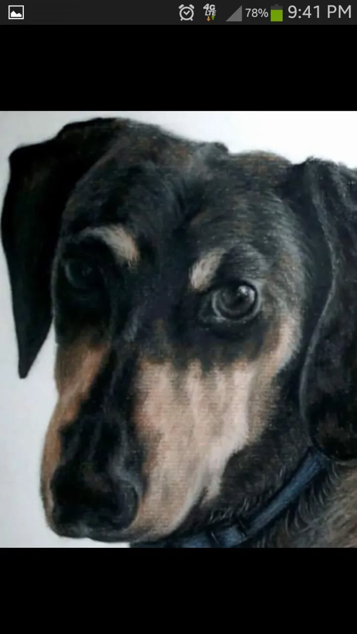 Pet portrait, artwork by Taddeucci Angelina