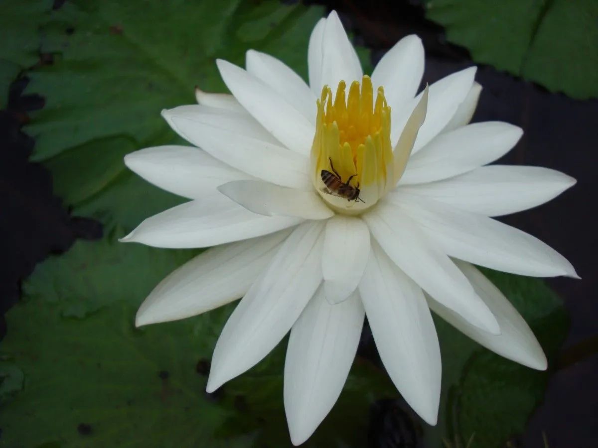 bee & water lilly, artwork by Julius Musyoki
