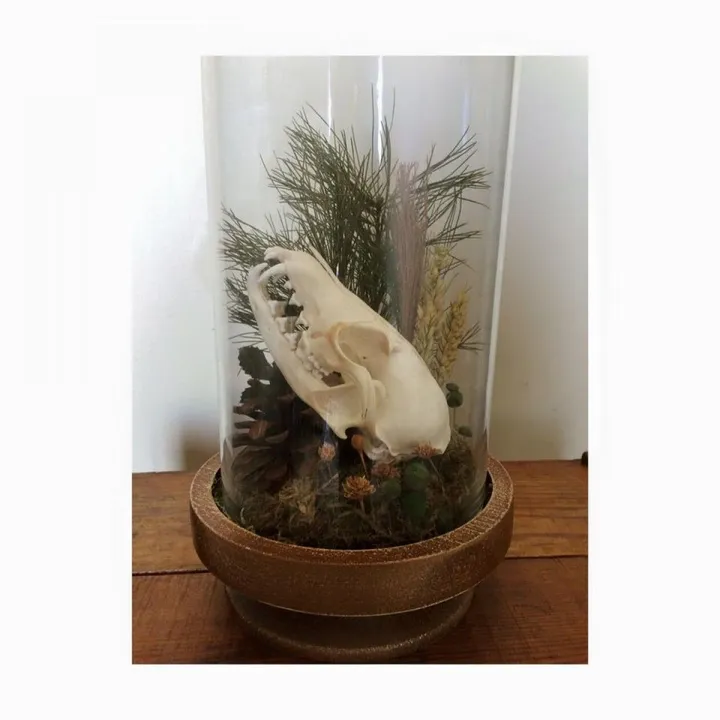 Ethically sourced Fox skull terrarium, œuvre de Kathleen Axam