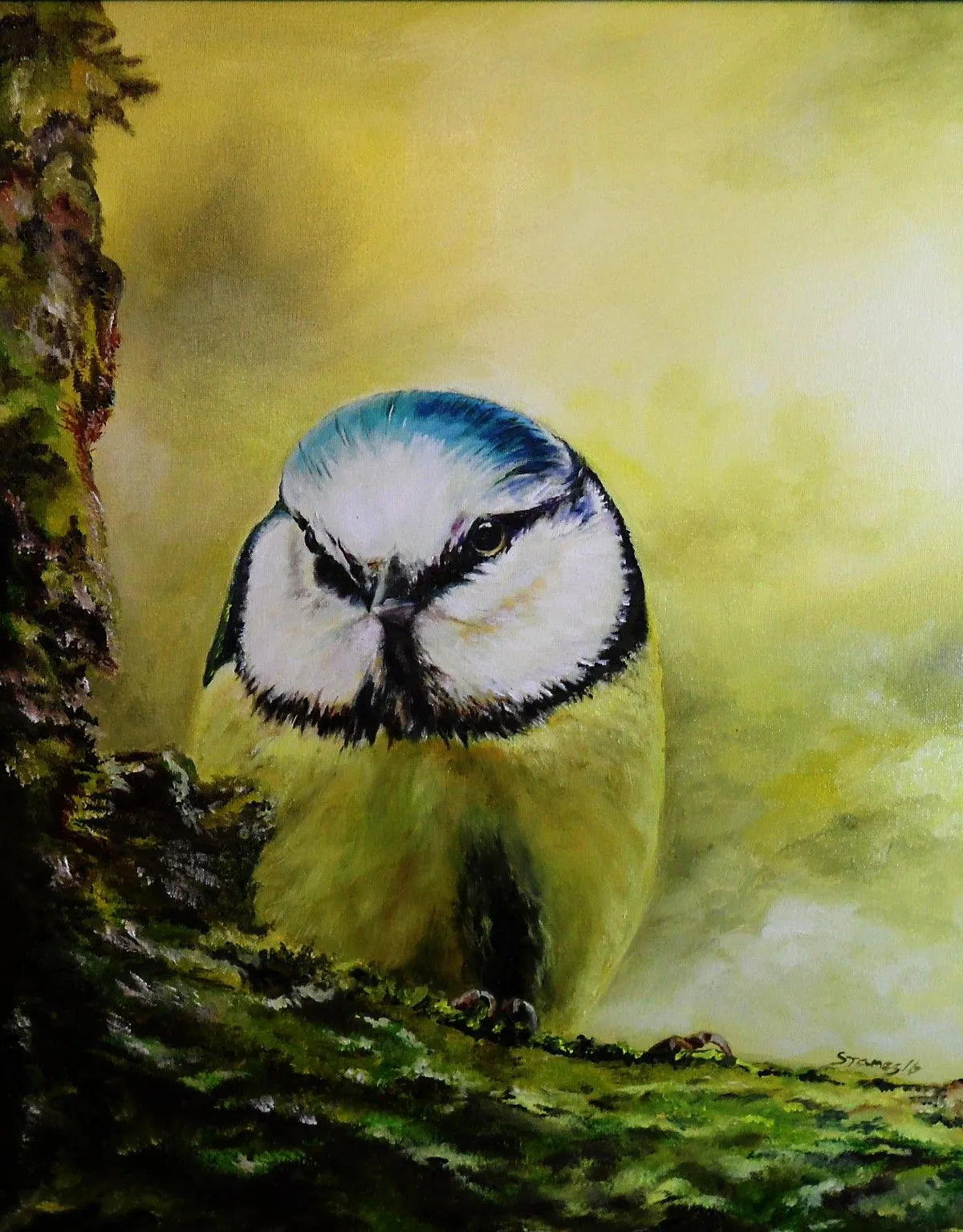 European Blue Tit, artwork by Steve James