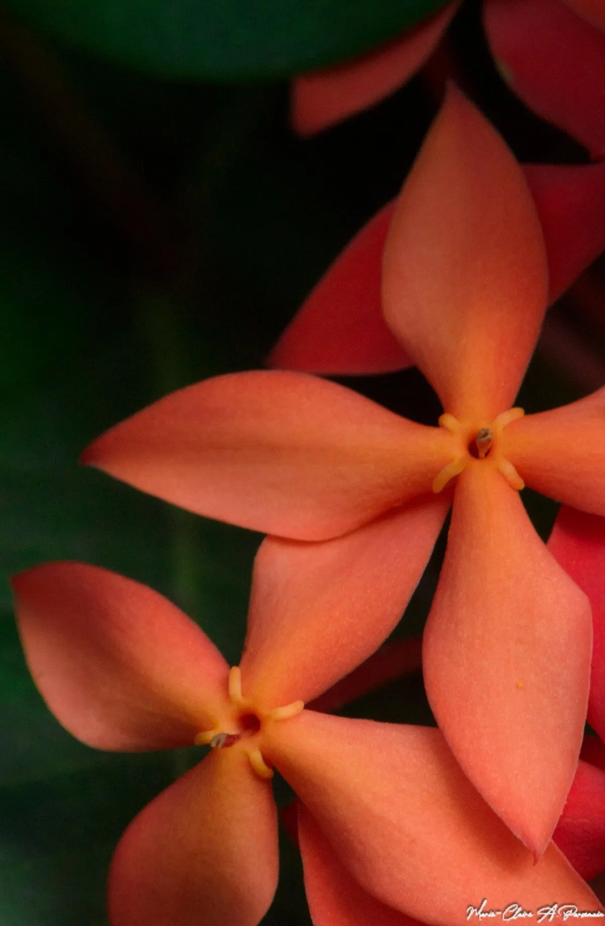 Ixora en croix, artwork by Marie-Claire PARSEMAIN