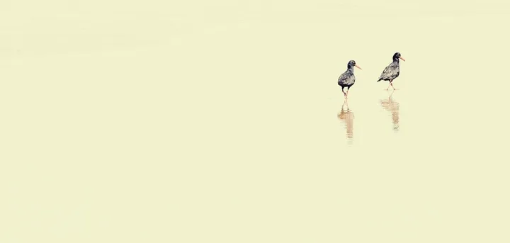 African Black OysterCatcher, œuvre de rolando olly