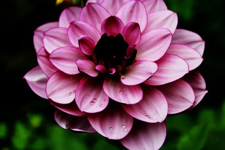 Fleur Rose / Sold, œuvre de Virgil arts