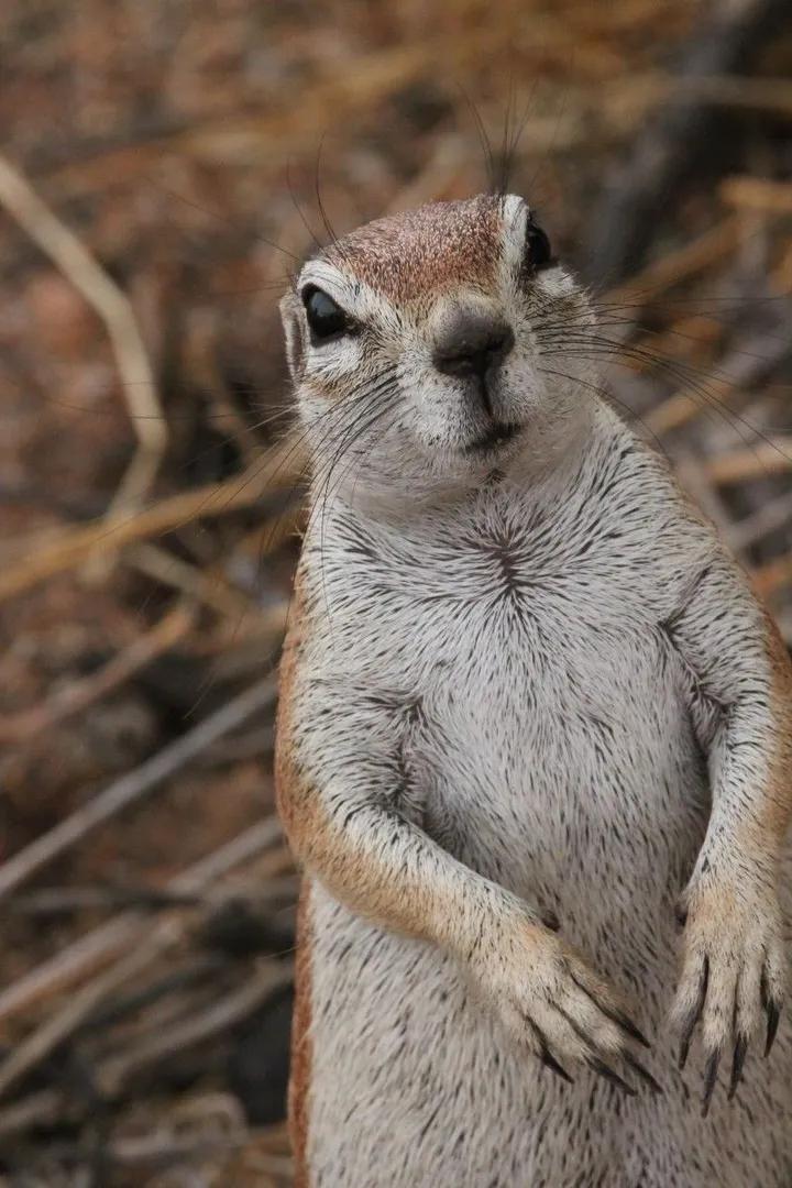 Inquisitive Ground Squirrel, œuvre de Carl Van Haght