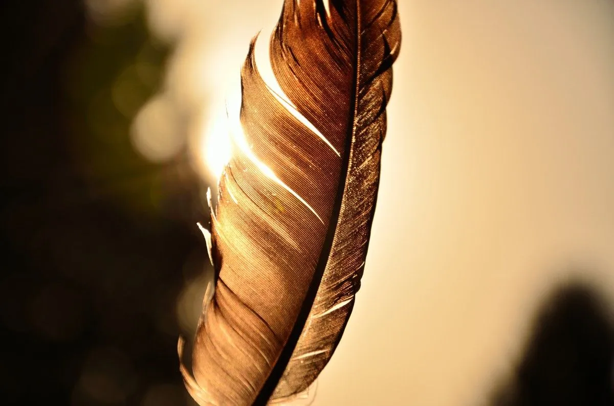 plume, artwork by jessica buchot