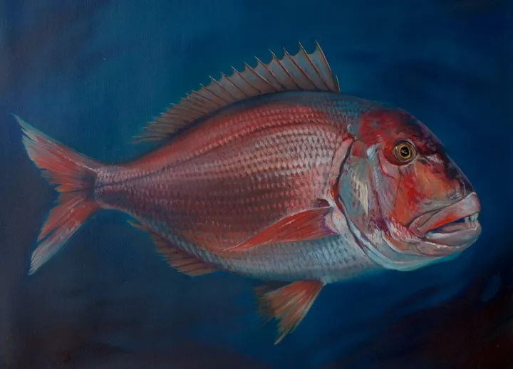 Pagrus pagrus, artwork by Hubert Camiglieri