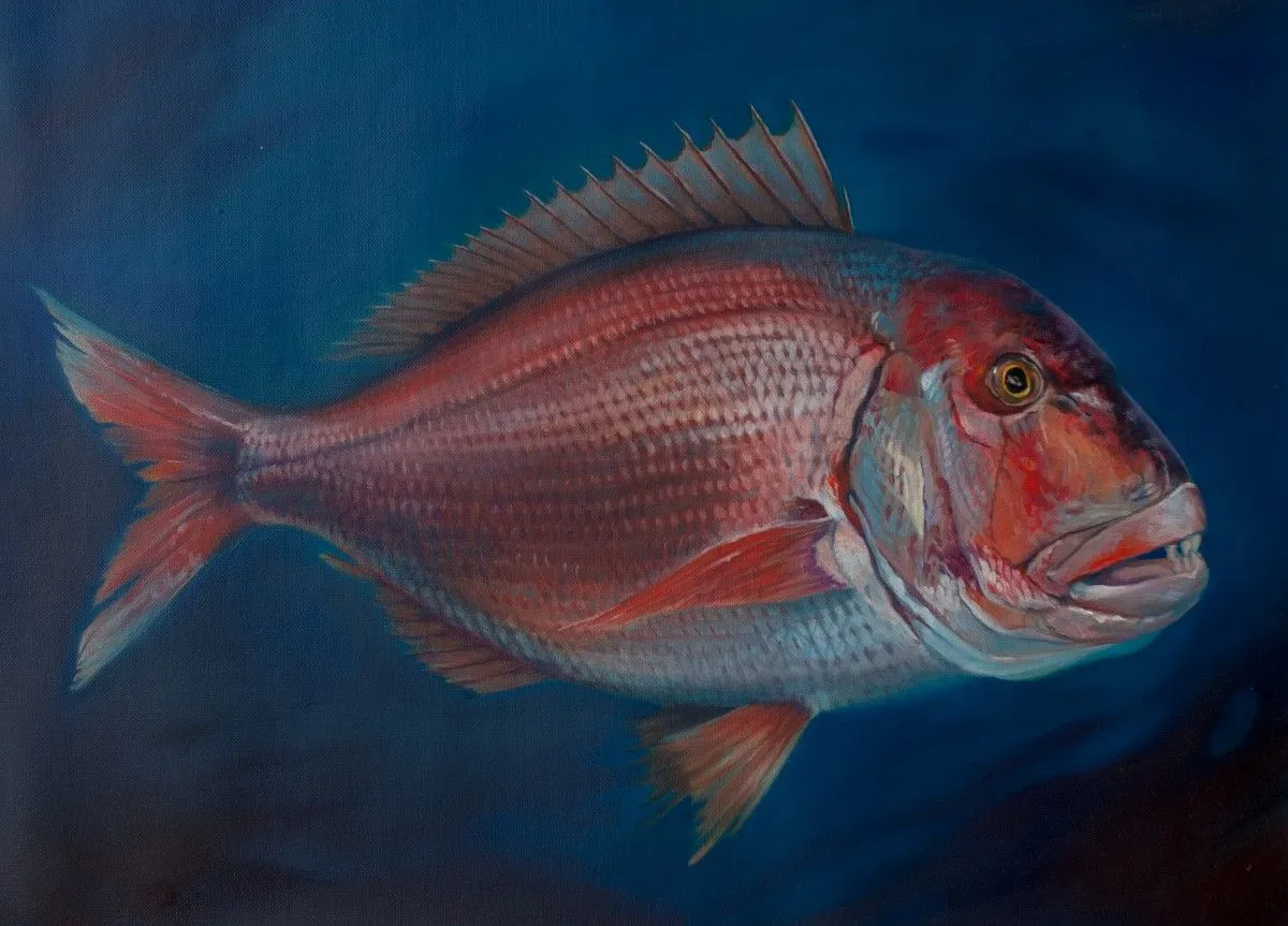 Pagrus pagrus, œuvre de Hubert Camiglieri