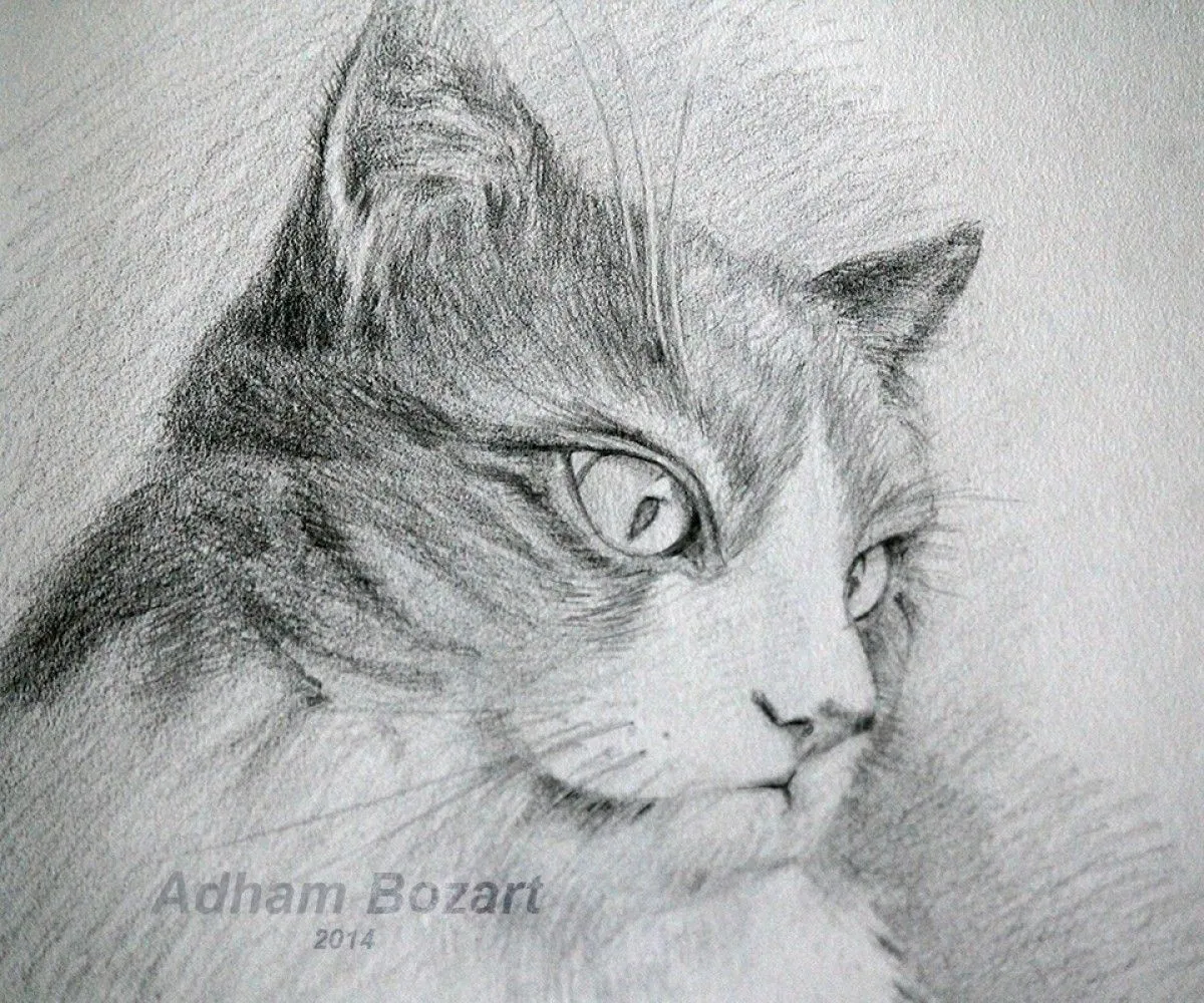 chat, œuvre de Adham Bozart
