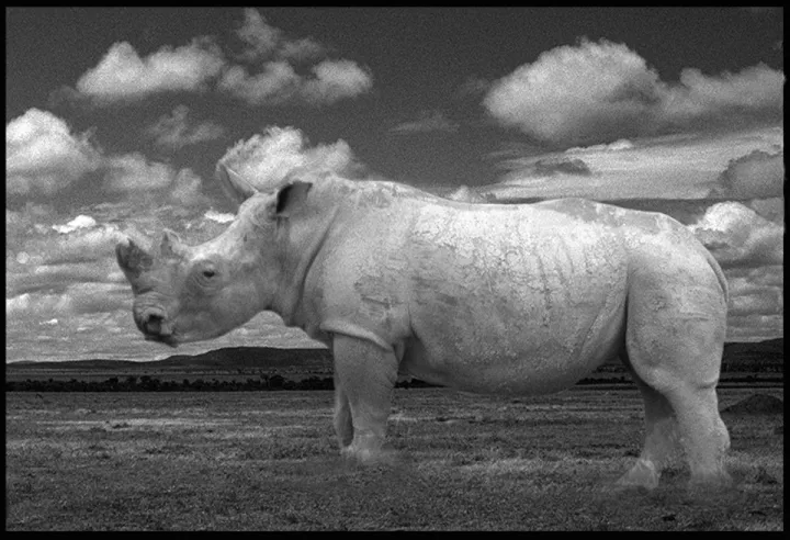 White Rhino, œuvre de Stephen Verona