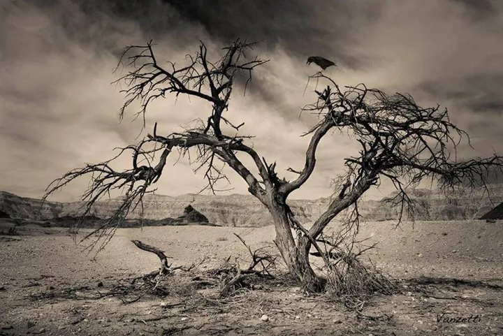 About tree with a crow. Sign Art Canvas, 1/25, artwork by Alex Vanzetti