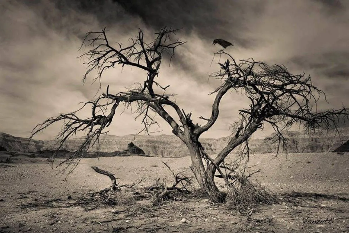 About tree with a crow. Sign Art Canvas, 1/25, artwork by Alex Vanzetti
