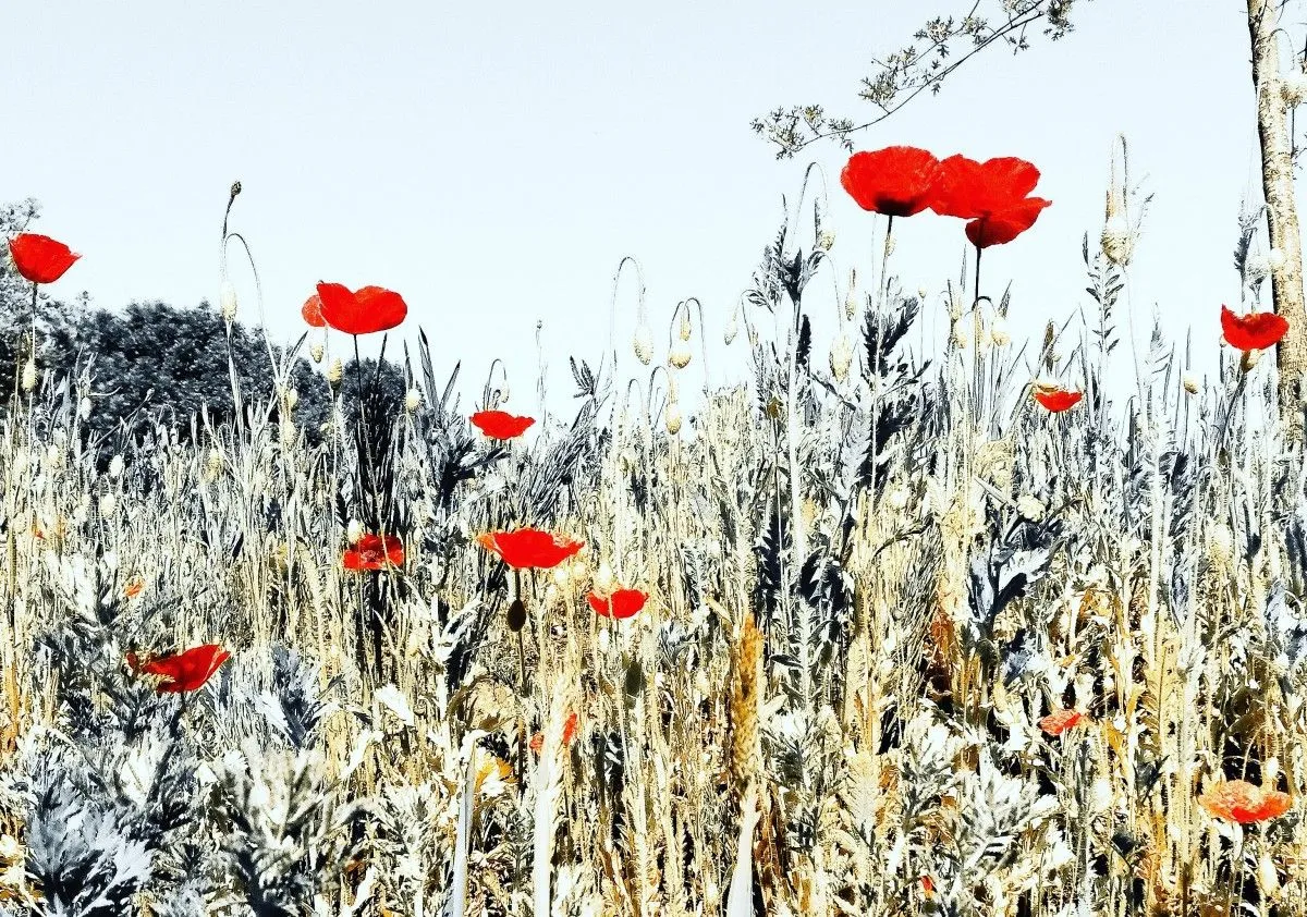 Poppies, œuvre de Patrick van
