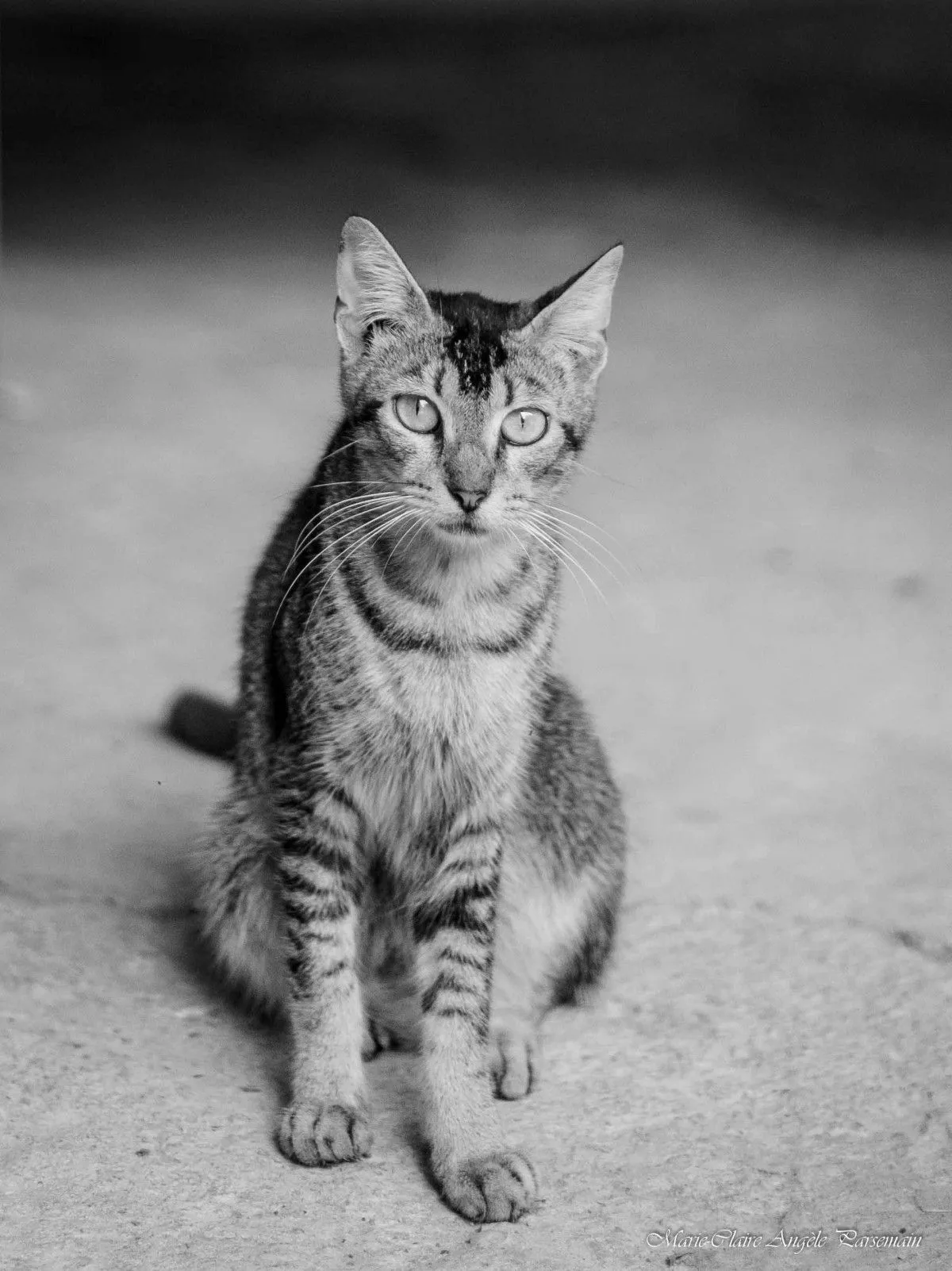 Portrait de chat de compagnie, œuvre de Marie-Claire PARSEMAIN
