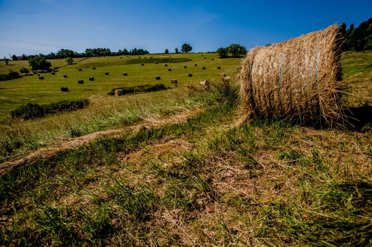 Paysage du Comminges, artwork by Nicolas Bernié