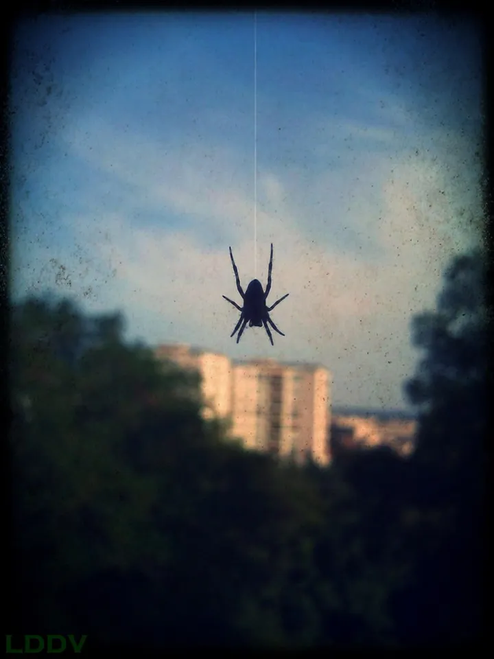 Spider, œuvre de Le Dormeur Du Vol