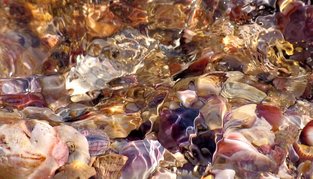 Seashells - 1, artwork by Kaco Hübner
