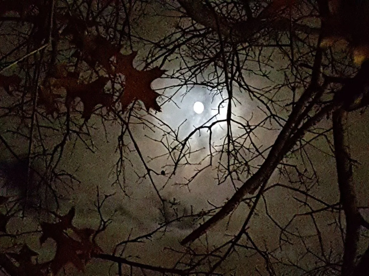 by the light of the moon, œuvre de Rachel Galbreath