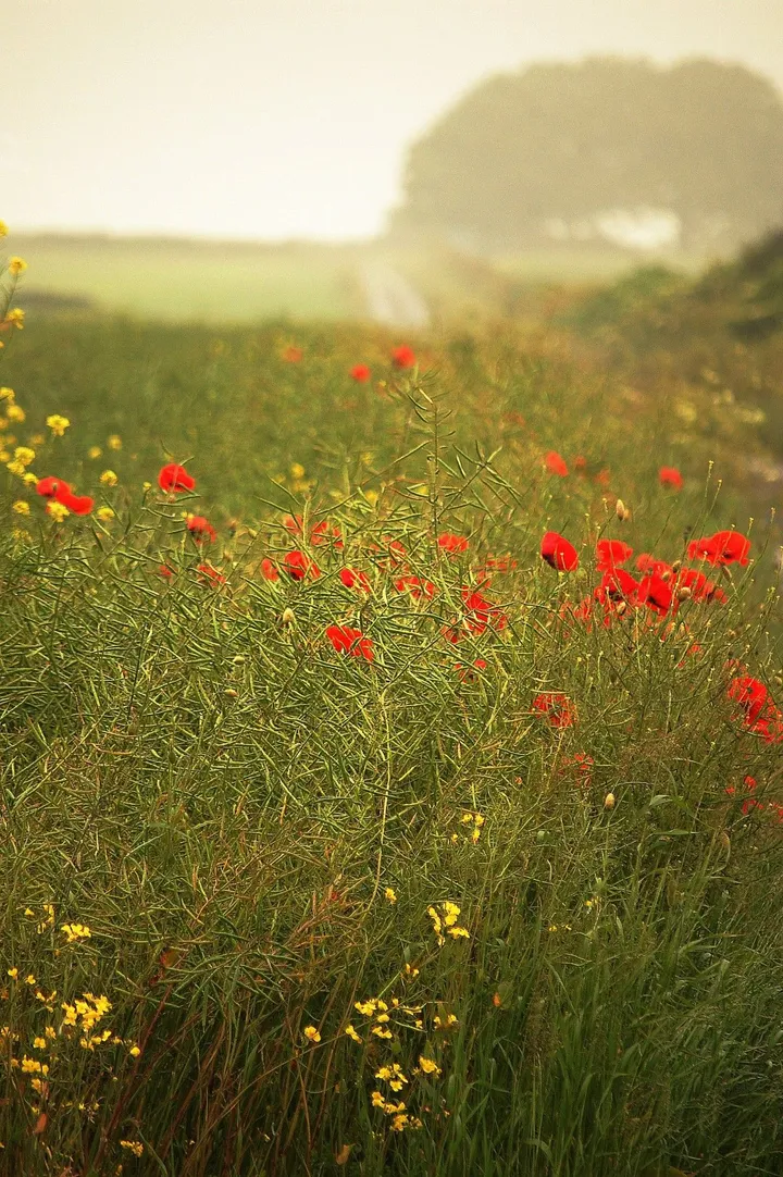 Thou shall not sleep though poppies grow., œuvre de Graham Rhodes